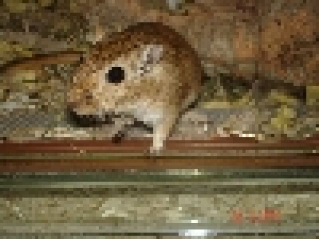 4 süße Rennmäuse - Maeuse - Oettingen