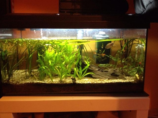 Aquarium mit Fischbesatz zu verschenken  - Aquarien und Zubehoer - Bad Godesberg