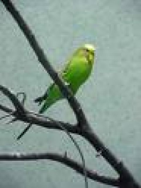 Wunderschöne Wellensittige abzugeben   - Voegel - Gailnau 