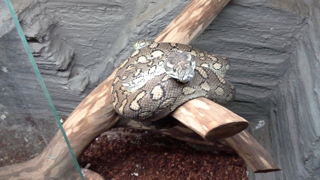 1.1 Teppich Python - Reptilien - neuwied