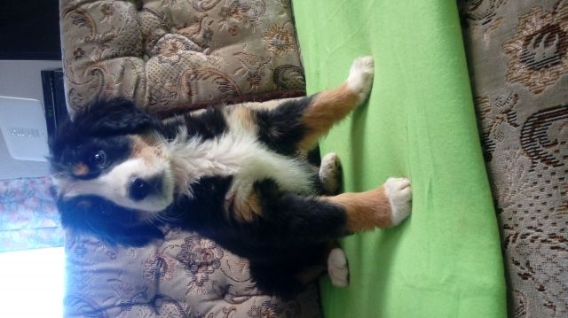 Bernersennenwelpen - Hunde - Schleiz