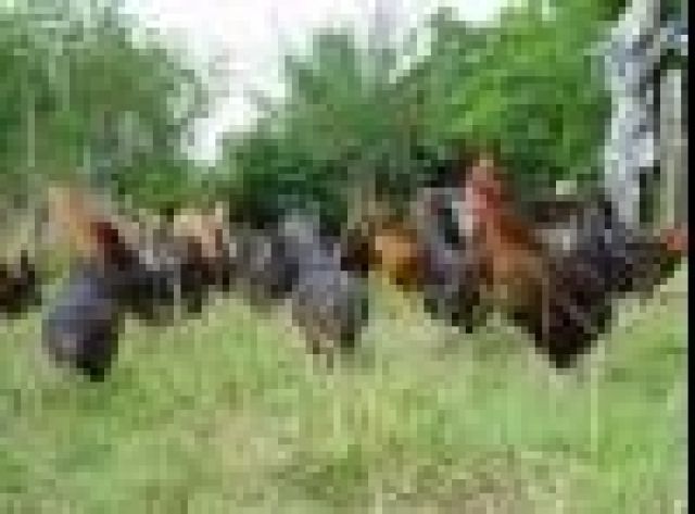 Www.   maranhuehner    .de - Sonstige Nutztiere - 