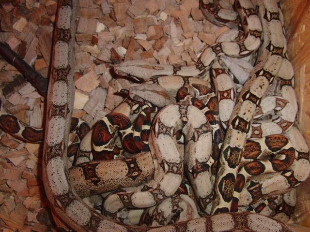 Kolumbianische Boa Constrictor Imperator Jungtiere - Reptilien - Niddatal