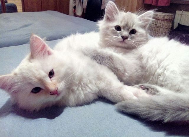 Sibirische Katze/Neva Masquerade - Katzen - Büdingen