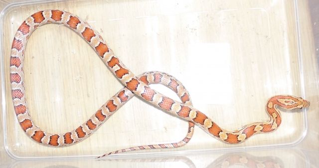    PANTHEROPHIS GUTTATUS - Reptilien - Greifenstein