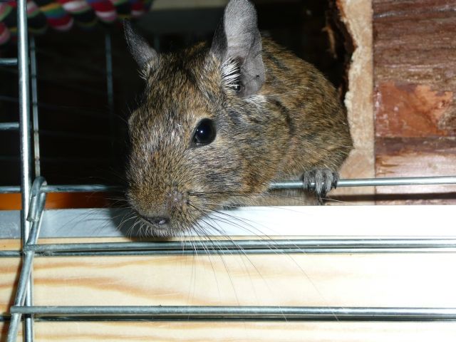 Degumännchen sucht neues Zuhause - Nagetiere Allgemein - Salzkotten