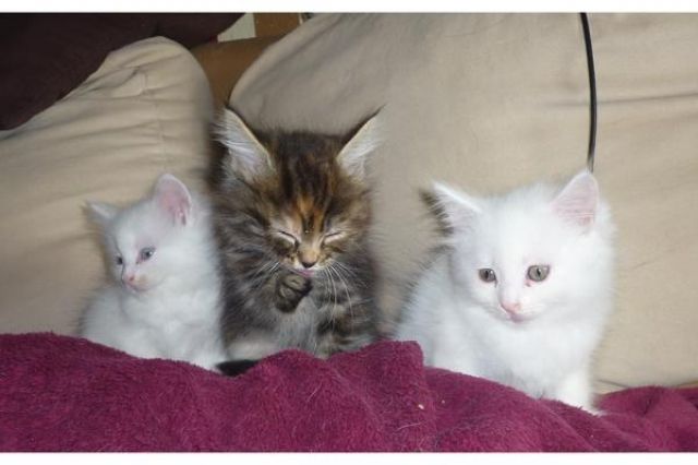 Maine Coon Babys suchen tolles Zuhause    - Katzen - stuttgart