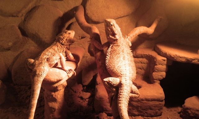 Bartagame zu verkaufen - Reptilien - Wolfsburg