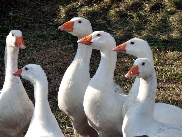 Diepholzer Gänse Gössel, Aus Rassereiner Nachzucht abzugeben zu verkaufen. - Aquarien Zubehoer - Senden