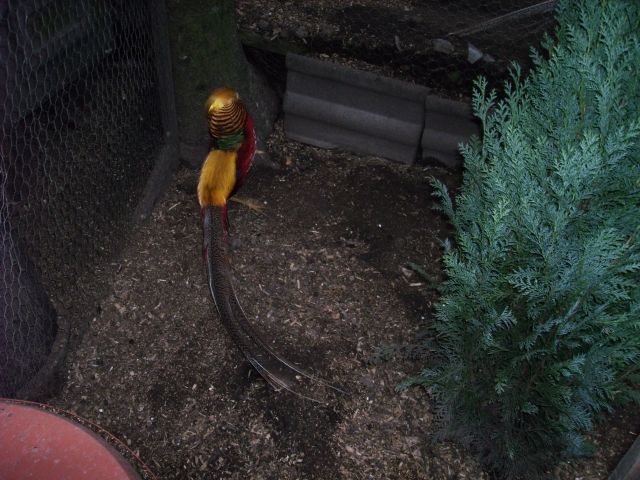 Rote Goldfassane - Sonstige Nutztiere - Woldert