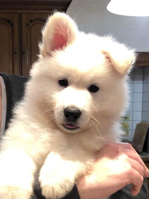 Weisser Schweizer Schäferhund Welpen - Hunde - FARSCHVILLER