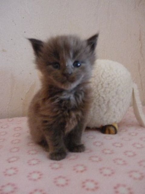 Maine Coon Babys suchen..... - Katzen - Pfungstadt