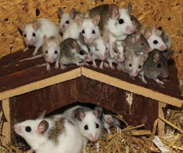 Diverse Mäuse abzugeben - Farbmäuse und Vielzitzenmäuse - Maeuse - Berlin