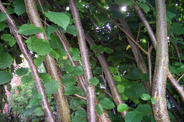 Haselnussknapperzweige - Zubehoer für Haustiere - GROSS NIENDORF