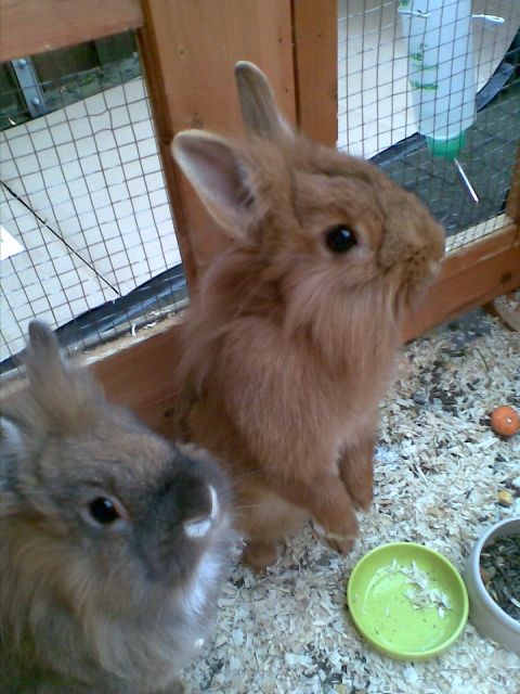 2 Zwerglöwenkaninchen gegen kleine Schutzgebühr zu verkaufen  - Hasen Kaninchen - Bocholt
