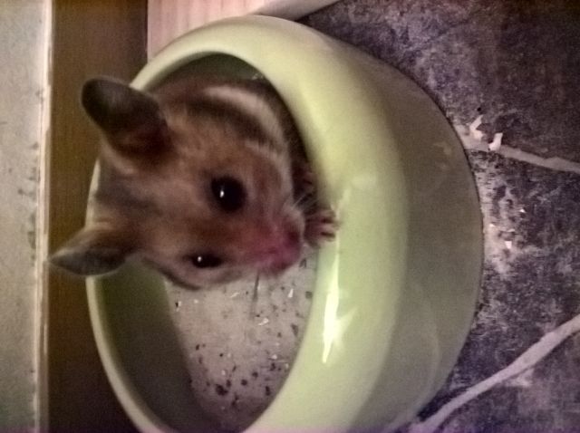 Goldhamster - Hamster - Im Sattelkamp 