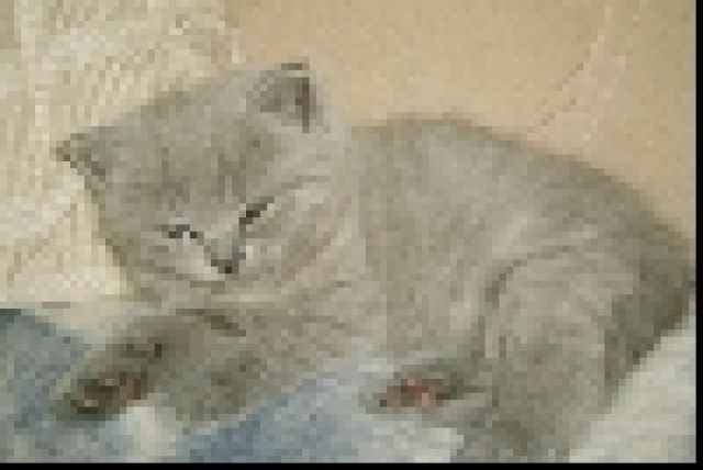 Britisch Kurzhaar / Kartäuser Katerchen aus Berlin - Katzen - Berlin