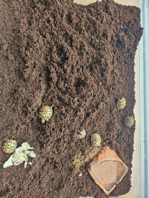 Griechische Landschildkröten (Babys) zu verkaufen - Reptilien - Augsburg