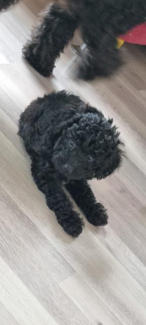 Zwergpudel Welpen - Hunde - Katlenburg