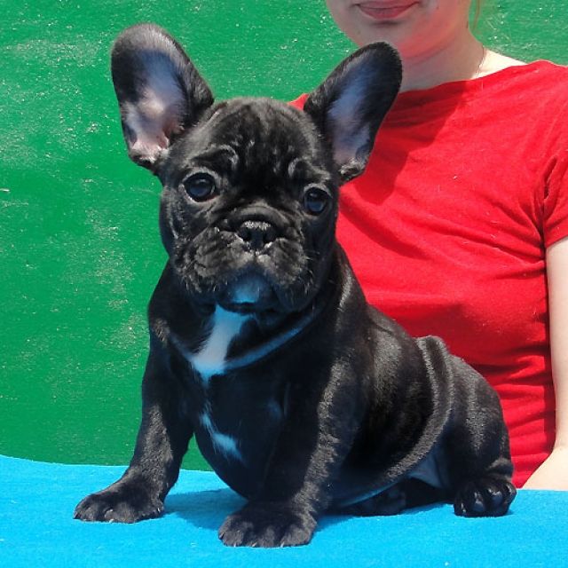Französische Bulldogge Welpen  Reinrassig  mit Papieren - Hunde - Munchen