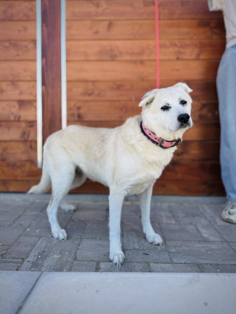Wagamama sucht hundeerfahrenes Zuhause - Hunde - Nova Bana