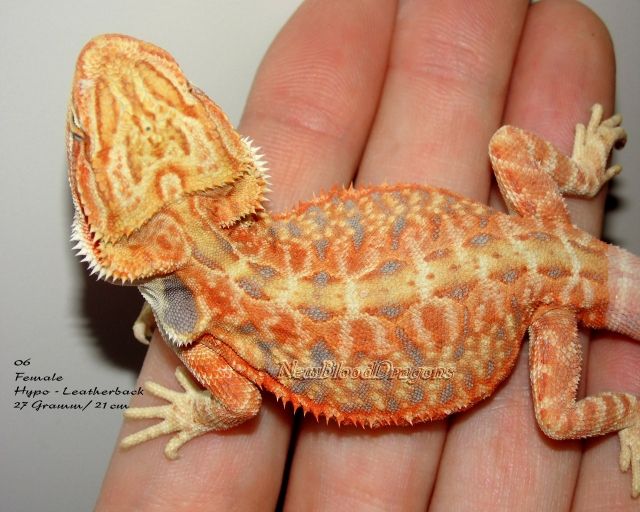 Bartagamen, in tollen Farben , verschiedene Genetik - Reptilien - mönchengladbach