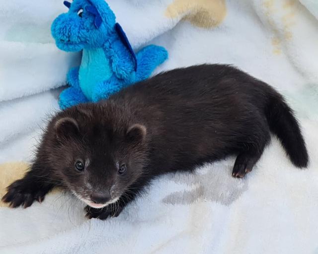 Hallo! Du bist auf der Suche nach deinem Traumfrettchen? - Frettchen - Dorsten