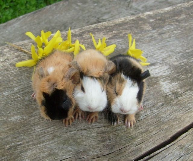 Kleine Meerschweinchen aus liebevolller Hobbyzucht - Meerschweinchen - Heusweiler