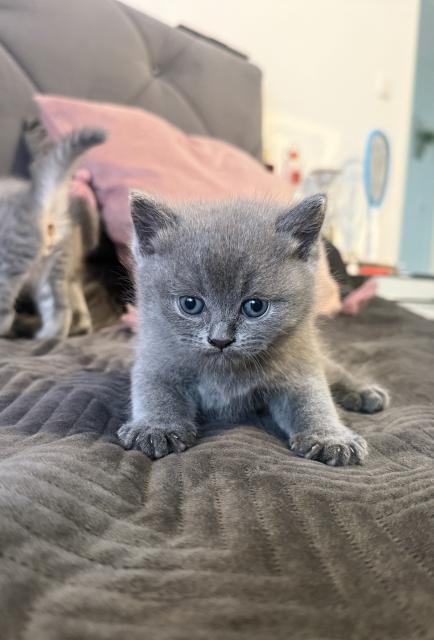 Britisch kurzhaar  - Katzen - Edingen Neckarhausen 