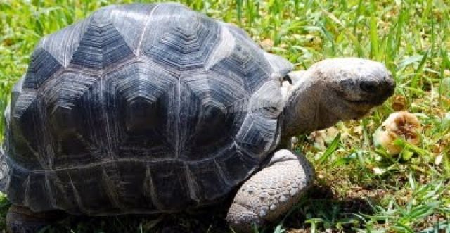 Aldabra babys - Sonstiges - hamburg