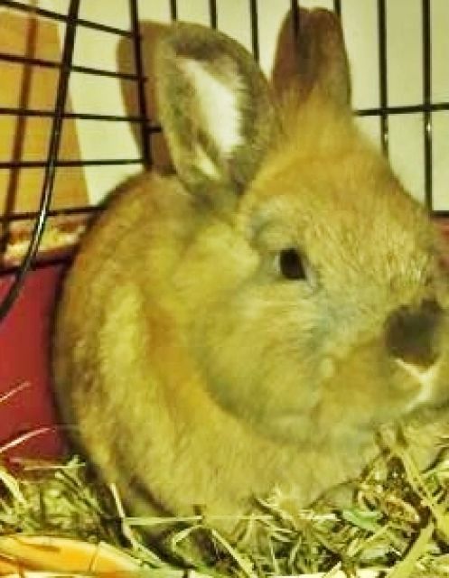 Hasen Kaninchen Kleinanzeigen Hasen Kaninchen Annoncen Hasen