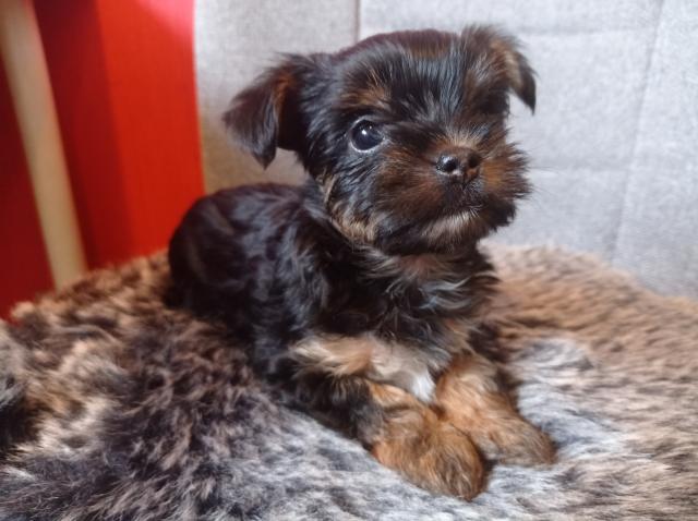 Chihuahua-Mini Yorkshire Welpen - Hunde - Oer-Erkenschwick