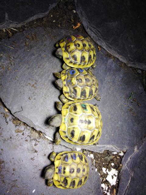 Griechische Landschildkröten (Thb) Nachzucht von 2020 zu Verkaufen. Mit EU- Besc - Reptilien - Ippesheim