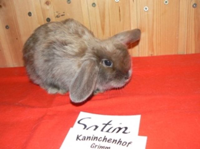 Die schönsten Zwergkaninchen vom Kaninchenhof-Grimm - Hasen Kaninchen - küsten