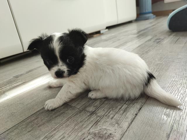 Chihuahua Welpen  - Hunde - Strausberg 