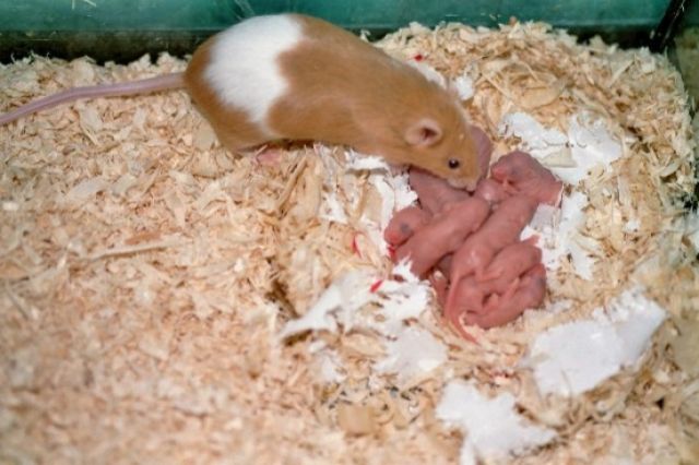 Biete monatlich bis zu 5000 Mäuse - Sonst Nagetiere - Friedrichroda