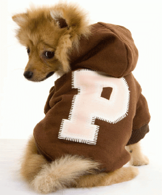 Hundemantel, Hundepullover - neue Kollektion von Puchi Designer-Petwear - Zubehoer Haustiere - Castrop-Rauxel
