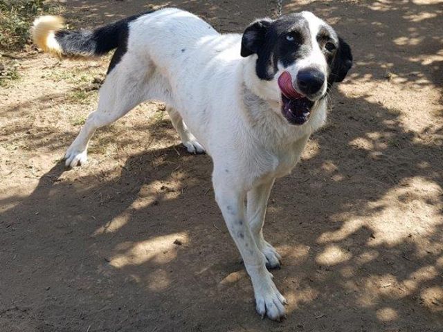 Marousa sucht tolle Menschen mit Erfahrung - Hunde -  Mühlheim a.d. Ruh