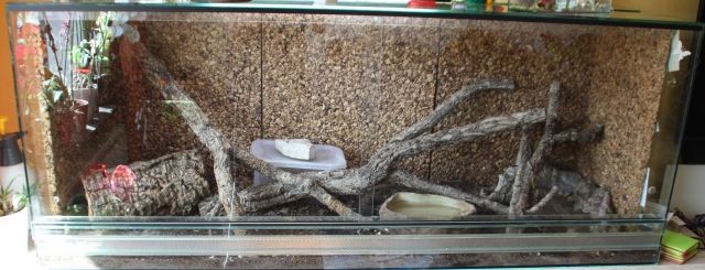 2 Königspythons mit Terrarium - Reptilien - Düsseldorf