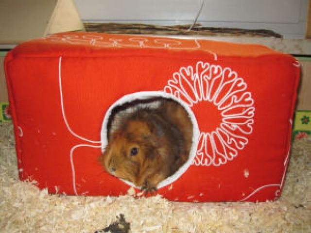 Kuschelsachen  Kuscheltunnel, Hängematten, usw.  für Meerschweinchen, Ratten,  - Zubehoer für Haustiere - Römerberg