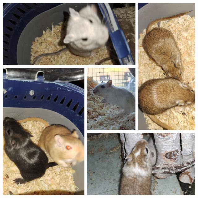 Junge bunte Rennmäuse Rennmaus vierer Gruppe männlich weiblich Gerbil - Maeuse - Neustadt in Sachsen