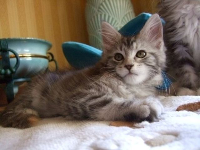 Süßes verschmustes MaineCoon Baby - Katzen - Banzkow