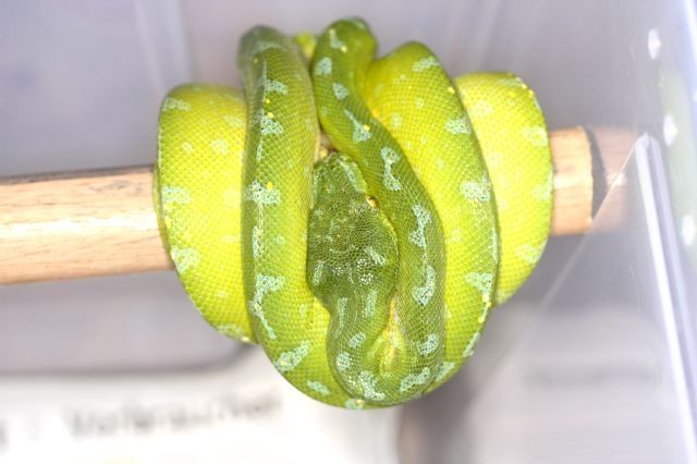 Morelia viridis   Baumpython  verschiedene Lokalvarianten - Reptilien - Siegen