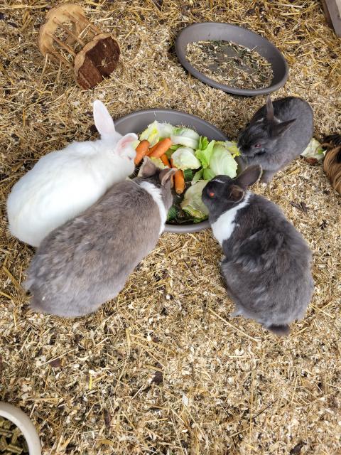 Kaninchen zu verschenken - Hasen Kaninchen - Ahrensfelde
