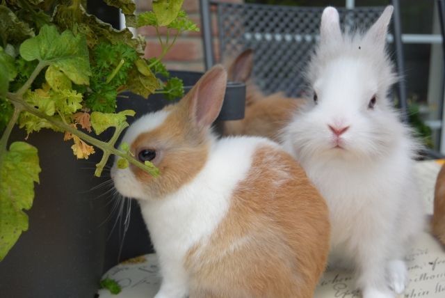 Zwei liebe Rammler suchen ein Heim - Hasen Kaninchen - Niederkrüchten