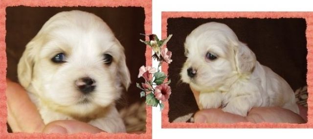 Ami Cocker Mix Welpen - Hunde - gießen