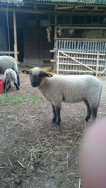 SHROPSHIRE Schafe - Nutztiere - Osterfeld