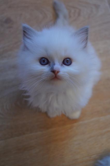 Ragdollkätzchen suchen liebevolles Zuhause - Katzen - Ammerthal