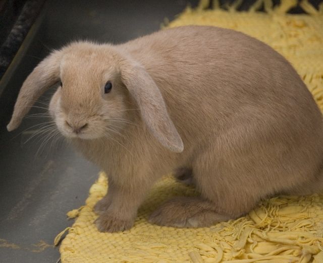 2 Zwergwidderkaninchen abzugeben  - Hasen Kaninchen - kerpen-horrem