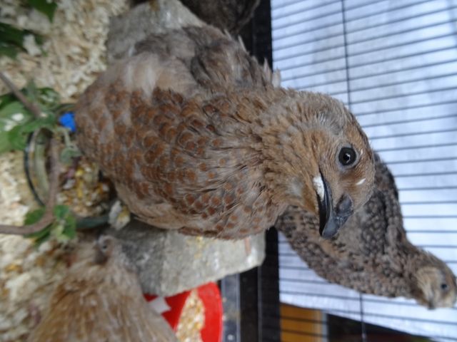 Wachteln Hahn Naturbrut Legewachtel Gockel Wachtel Grau Rot  - Voegel - Tittmoning
